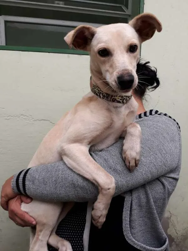 Cachorro ra a SRD idade  nome sem nome