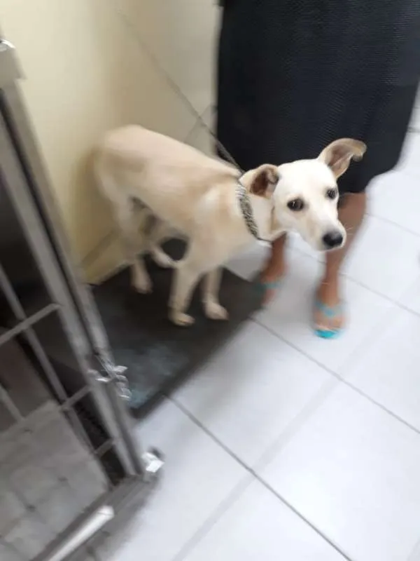 Cachorro ra a SRD idade  nome sem nome