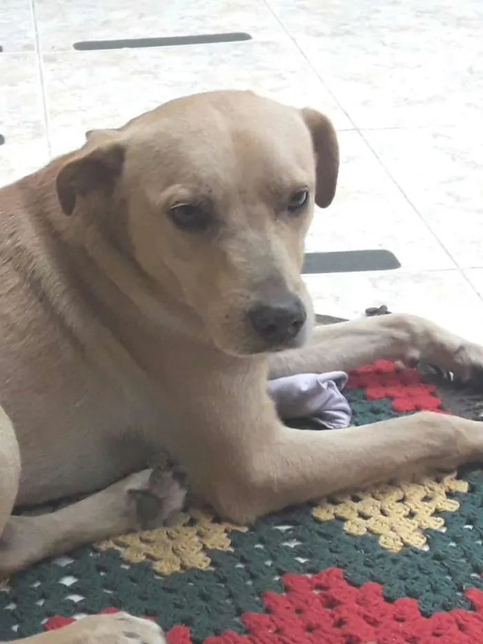 Cachorro ra a SRD mistura com labrador idade 2 anos nome Sem nome ainda