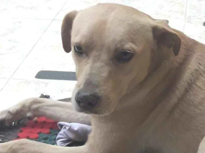Cachorro ra a SRD mistura com labrador idade 2 anos nome Sem nome ainda