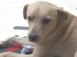 Cachorro raça SRD mistura com labrador idade 2 anos nome Sem nome ainda