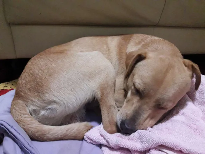 Cachorro ra a SRD mistura com labrador idade 2 anos nome Sem nome ainda