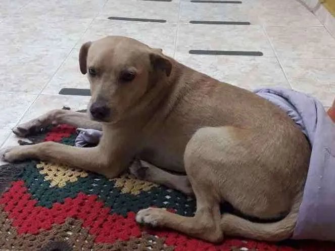 Cachorro ra a SRD mistura com labrador idade 2 anos nome Sem nome ainda