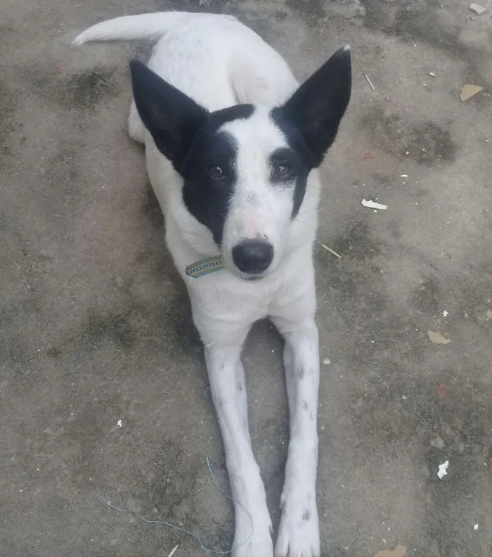 Cachorro ra a Mestiço  idade 2 a 6 meses nome Chloe