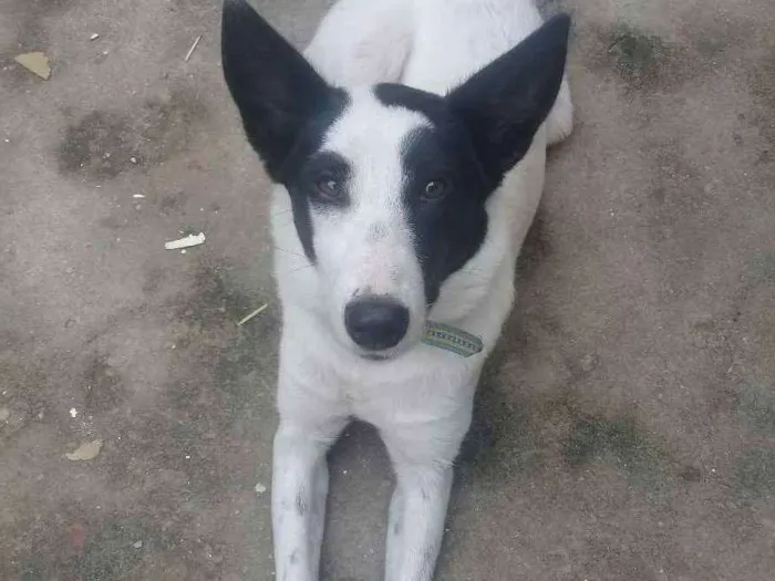 Cachorro ra a Mestiço  idade 2 a 6 meses nome Chloe