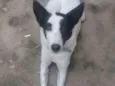 Chloe