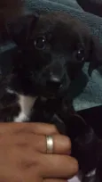 Pantera