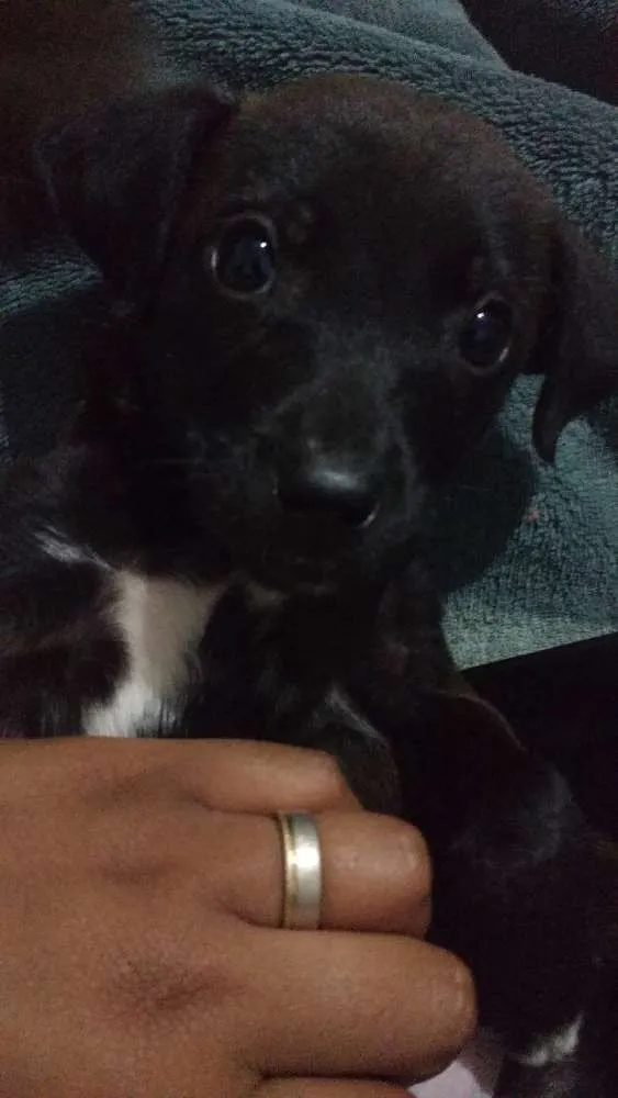 Cachorro ra a Indefinida idade 2 a 6 meses nome Pantera