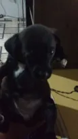 Pantera