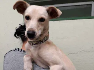 Cachorro raça SRD idade  nome sem nome