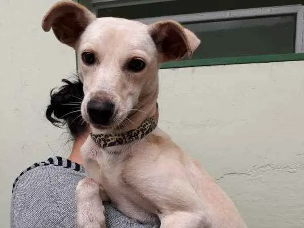 Cachorro ra a SRD idade  nome sem nome