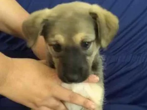 Cachorro raça Srd idade 2 a 6 meses nome João  e Maria 