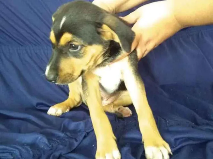 Cachorro ra a Srd idade 2 a 6 meses nome João  e Maria 