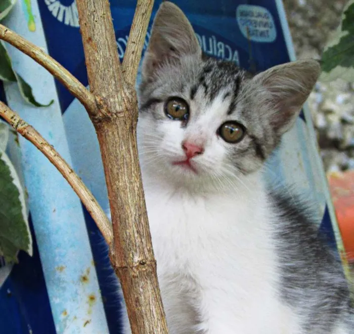 Gato raça Gato Europeu idade 2 a 6 meses nome Não tem
