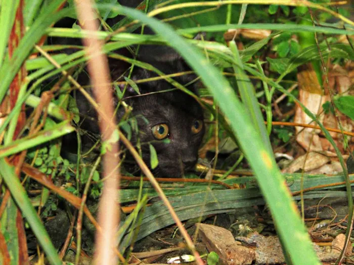 Gato raça Gato Europeu idade 2 a 6 meses nome Não tem