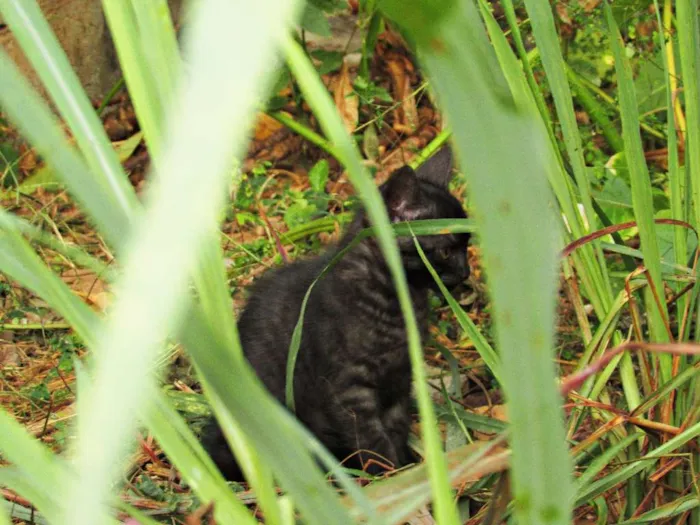 Gato raça Gato Europeu idade 2 a 6 meses nome Não tem