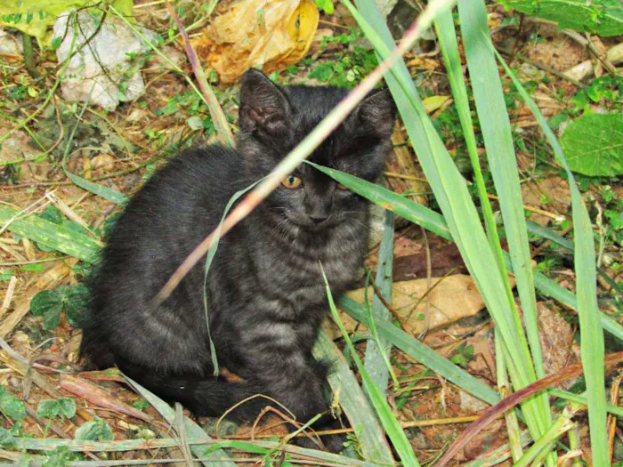 Gato raça Gato Europeu idade 2 a 6 meses nome Não tem