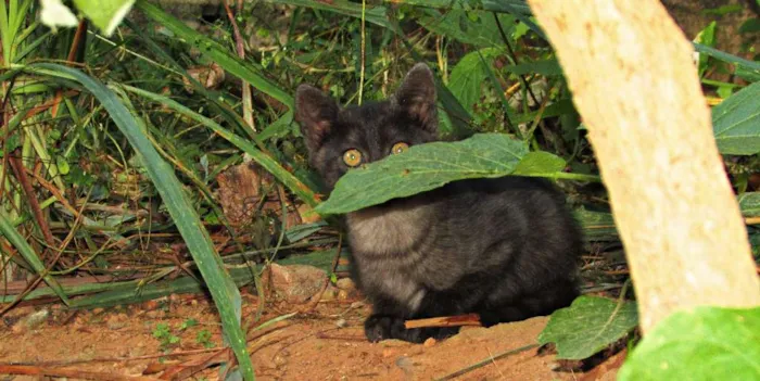 Gato raça Gato Europeu idade 2 a 6 meses nome Não tem