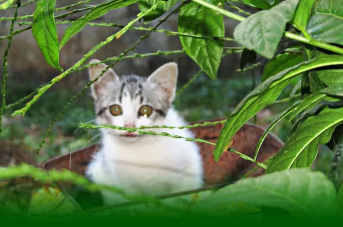 Gato raça Gato Europeu idade 2 a 6 meses nome Não tem