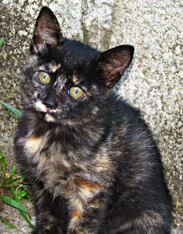 Gato raça Gato Europeu idade 2 a 6 meses nome Não tem