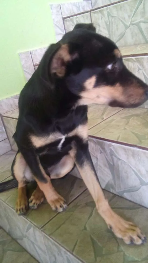 Cachorro ra a  idade 2 a 6 meses nome Luke