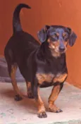 Penélope Pequena