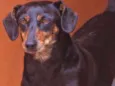 Penélope Pequena
