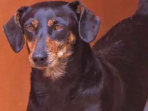Cachorro raça Daschund idade 2 anos nome Penélope Pequena