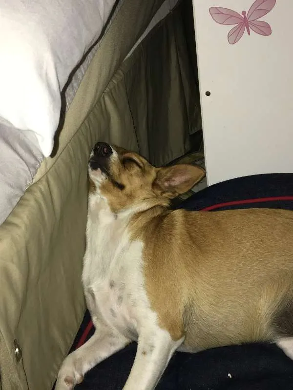 Cachorro ra a RND idade 2 anos nome Xirra