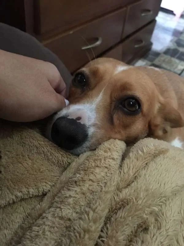 Cachorro ra a RND idade 2 anos nome Xirra