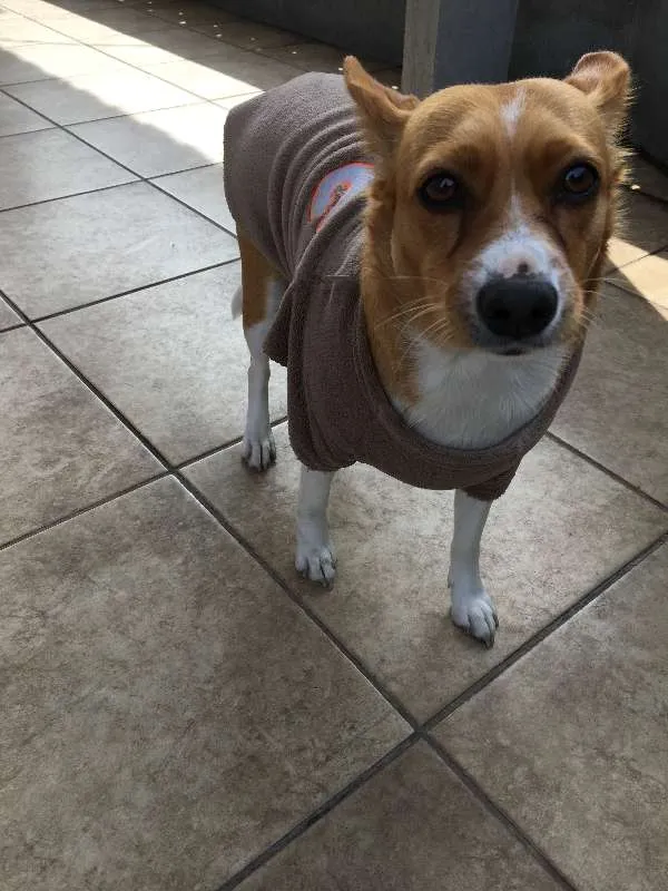 Cachorro ra a RND idade 2 anos nome Xirra