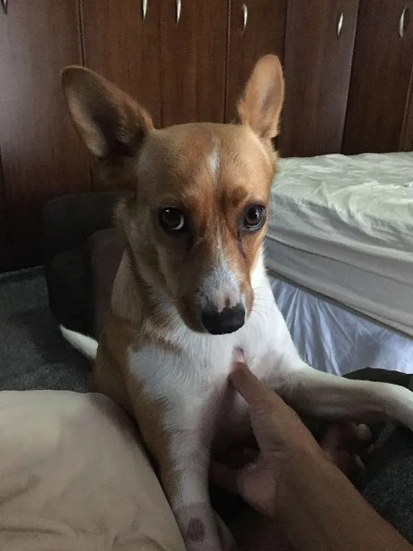 Cachorro ra a RND idade 2 anos nome Xirra