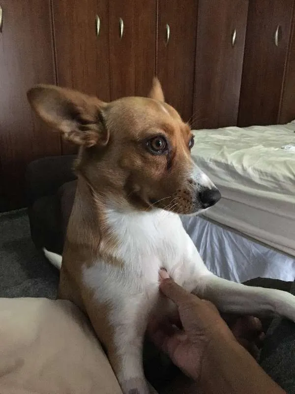 Cachorro ra a RND idade 2 anos nome Xirra