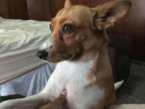 Cachorro raça RND idade 2 anos nome Xirra