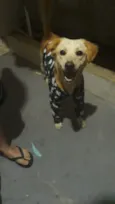 Paçoca