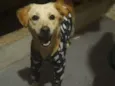 Paçoca