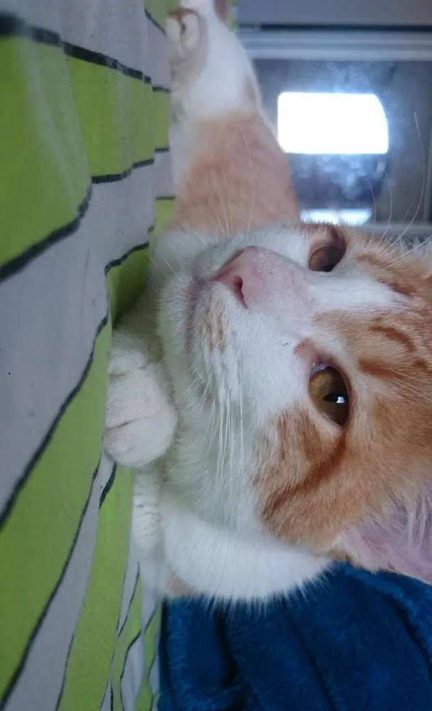 Gato ra a Não sei a raça idade 7 a 11 meses nome Nao tem nome