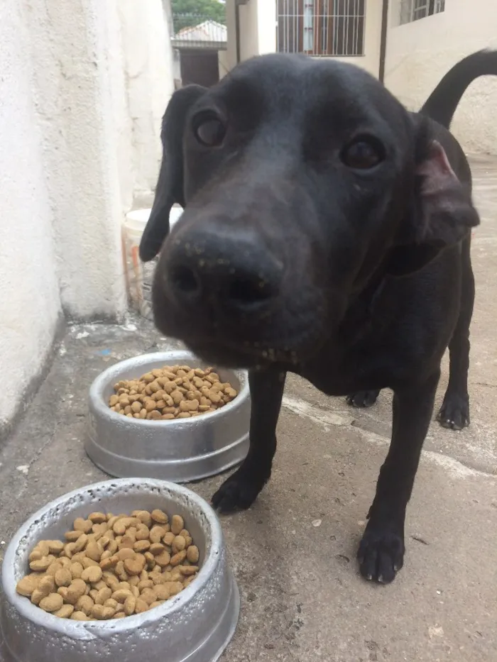 Cachorro ra a SRD idade 7 a 11 meses nome Vicente 