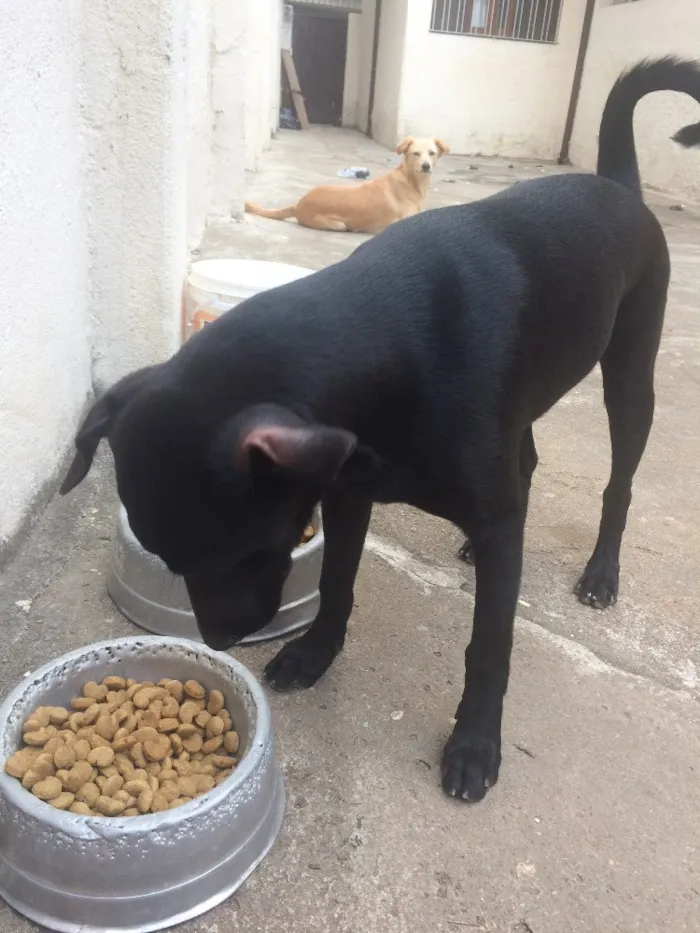 Cachorro ra a SRD idade 7 a 11 meses nome Vicente 