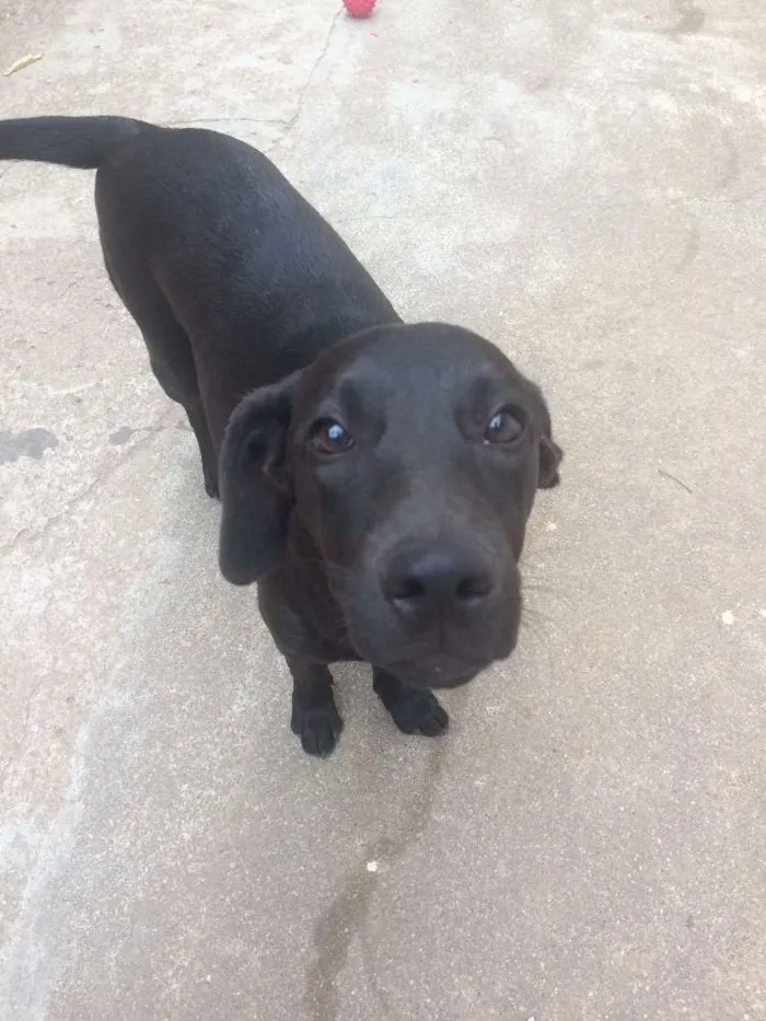 Cachorro ra a SRD idade 7 a 11 meses nome Vicente 