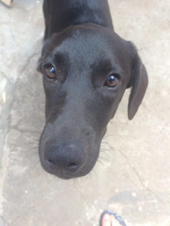 Cachorro ra a SRD idade 7 a 11 meses nome Vicente 