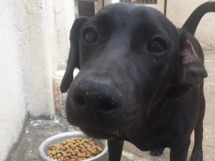 Cachorro ra a SRD idade 7 a 11 meses nome Vicente 