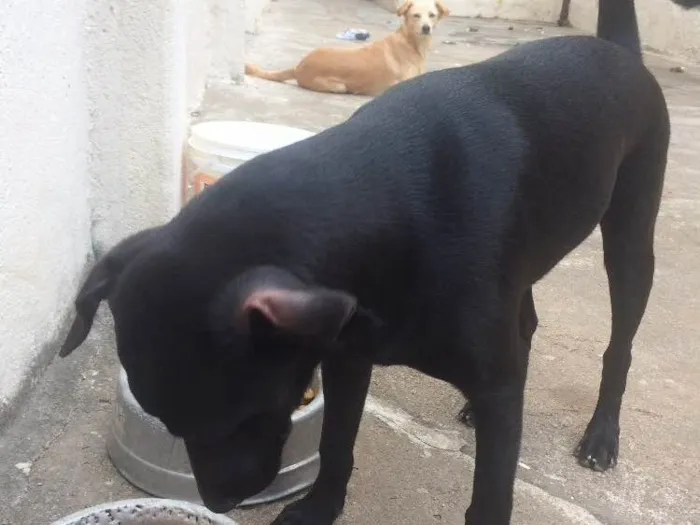 Cachorro ra a SRD idade 7 a 11 meses nome Vicente 