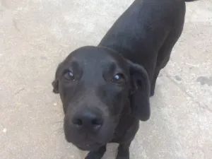Cachorro raça SRD idade 7 a 11 meses nome Vicente 
