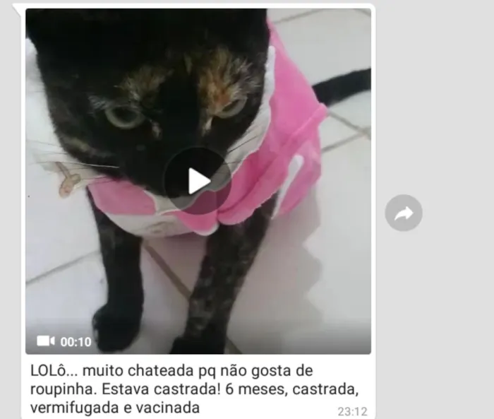 Gato ra a Não sei a raça idade 7 a 11 meses nome Nao tem nome