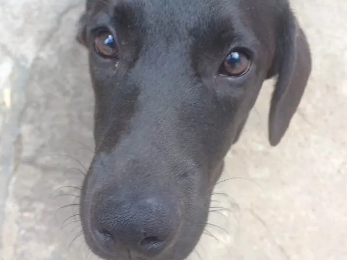 Cachorro ra a SRD idade 7 a 11 meses nome Vicente 