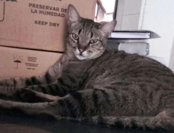 Gato ra a Sem Raça idade 1 ano nome Tigresa