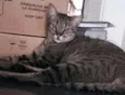 Tigresa