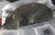 Tigresa