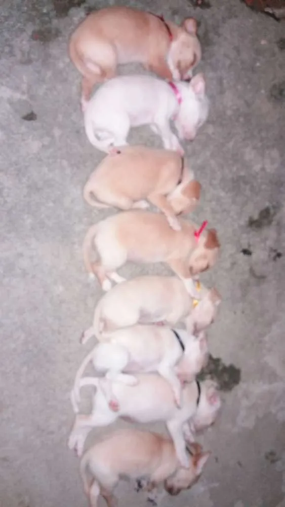 Cachorro raça Viralata idade 2 a 6 meses nome Flor